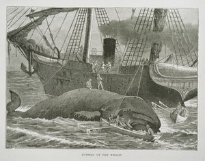 Cutting up the Whale, från The American Whale Fishery, ca 1850 (gravyr) av American School