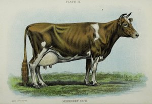 Guernsey Cow, från "Biggle Cow Book" av Jacob Biggle av American School