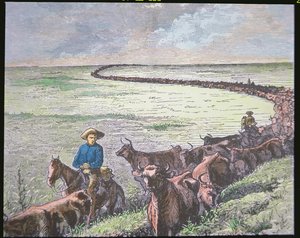 Longhorn-boskap kör från Texas till Abilene, Kansas, ca 1870-talet (färg litho) av American School