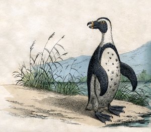 Magellansk pingvin, från The Natural History of Animals av American School