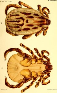 Hane Dermacentor reticulatus, illustration från "Cattle ticcks (Ixodoidea) of the United States" av American School