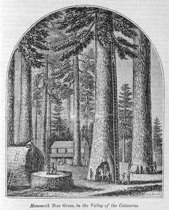 Mammoth tree grove in the Valley of the Calaveras, från "Our Whole Country: The Past and Present, Historical and Descriptive", av John Warner Barber och Henry Hare, 1861 av American School