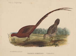 Phasianus Soemmeringh (Temminck) av American School