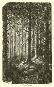 Tallskog av American School