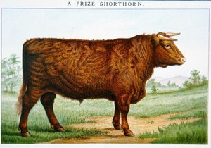 Pris Shorthorn Bull (färg litho) av American School