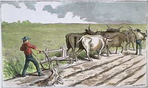 Sodbusters of the American West, c.1880 (färgad gravyr) av American School