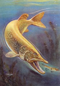 Sportfiske: Northern Pike Striking a Lure av American School
