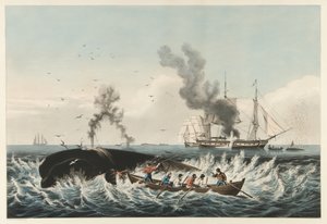 The Whale Fishery - Att attackera en "rätt" val och "cutting in", pub. 1860 (lito i färg) av American School