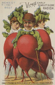 Vicks Early Scarlet Globe Radish (chromolitho) av American School