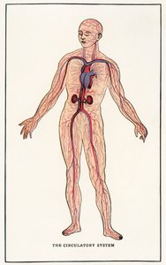 Vintage anatomiskt tryck av det mänskliga cirkulationssystemet av American School