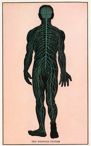 Anatomisk vintagetryck av det mänskliga nervsystemet av American School