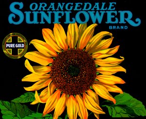Vintage Sunflower Frukt Crate Etikett av American School