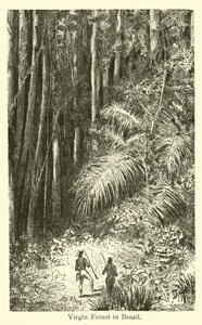 Virgin Forest i Brasilien av American School
