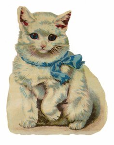 Vit katt som bär blå rosett av American School