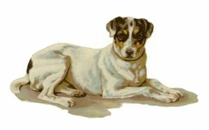 Ung hund liggande av American School
