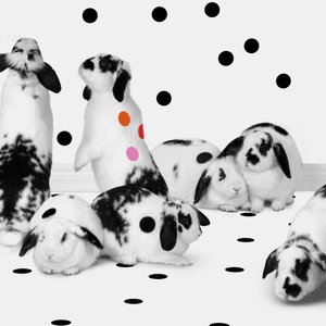 Bunnies 02, 2018 (fotografi) av Ana Carolina Tavares Mizrahi