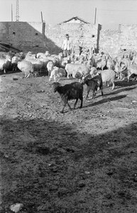 TRANSHUMANCE I CROTONE av Ando Gilardi