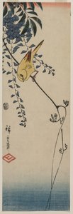 Kanarieöarna och Wisteria, mitten av 1840-talet. av Ando Hiroshige