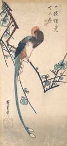 Långsvansfågel. av Ando Hiroshige
