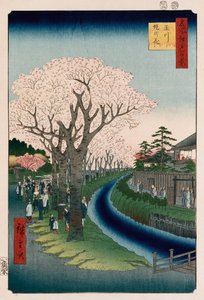 "Körsbärsblommor, Tama River Bankment" av Ando or Utagawa Hiroshige