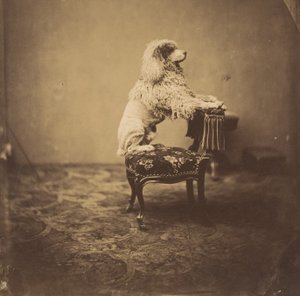 [kejsarinnan Eugenies pudel], 1850-talet. av Andre Adolphe Eugene Disderi