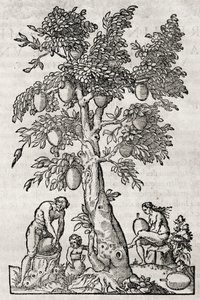 Brödfruktsträd, gravyr av Andre Thevet (1504-1592), Paris, Frankrike av Andre Thevet