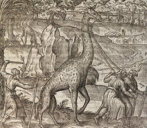 Giraff, gravyr från Cosmographie Universelle