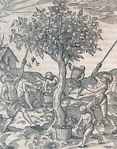 Skörd av peppar på ön Java, gravyr från Universal Cosmology av Andre Thevet (1504-1592), Paris av Andre Thevet