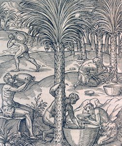 Invånare i Kap Verde gör drinkar från palmer, gravyr från Universal Cosmology, av Andre Thevet (1504-1592), Paris av Andre Thevet