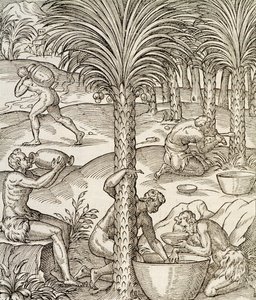 Invånare i Kap Verde gör drinkar från palmer, gravyr från Universal Cosmology, av Andre Thevet (1504-1592), Paris, Afrika, 1575 av Andre Thevet
