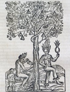 Nanafrukt, tropisk medicinalväxt, gravyr från Universal Cosmology, av Andre Thevet (1504-1592), Paris