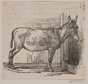 Åsna av Andreas Flinch