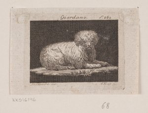 Giordano, en liggande hund