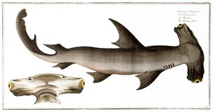 Hammerhead Shark (Balance Fish), utgiven av Black, c.1790 (tryck)
