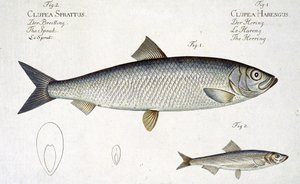 Sill (Clupea Harengus) (Fig. 1) och skarpsill (Clupea Sprattus) plåt XXIX från 