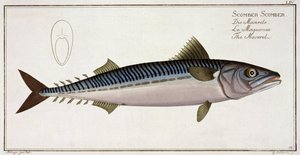 Makrill (Scomber Scomber) tallrik LIV från 