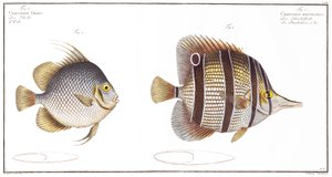 Orb fish: and Billed fish, utgiven av Black, c.1790 (tryck)