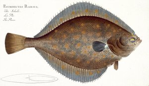 Rödspätta (Pleuronectes Platessa) tallrik XLII från 