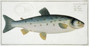 Lax (Salmo Salar) tallrik XX från 
