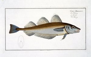Vitling (Gadus Merlangus) tallrik LXV från 