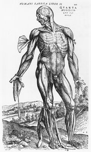 Anatomical Study, illustration från 
