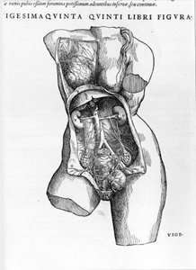 Tavlan hämtad från avhandlingen De "Humani Corporis Fabrica libri septem"" av André Vésale (1514-1564), holländsk anatom (på latin: Andrea Vesalius, på holländska: Andries Van Wesel). Basel 1543.