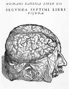 Hjärnan, illustration ur "De Humani Corporis Fabrica Librorum Epitome" av Andreas Vesalius, publicerad i Basel 1543.