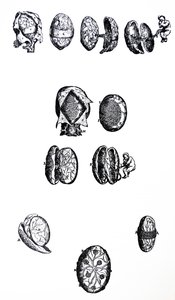 Tallrikarna från den femte boken av De Humani Corporis Fabrica av Andreas Vesalius