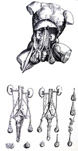 Tallrikarna från den femte boken av De Humani Corporis Fabrica av Andreas Vesalius