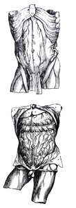 Tallrikarna från den femte boken av De Humani Corporis Fabrica av Andreas Vesalius
