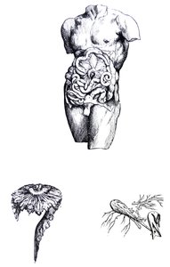 Tallrikarna från den femte boken av De Humani Corporis Fabrica av Andreas Vesalius