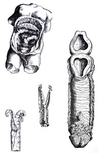 Tallrikarna från den femte boken av De Humani Corporis Fabrica av Andreas Vesalius