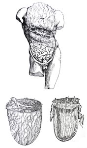 Tallrikarna från den femte boken av De Humani Corporis Fabrica av Andreas Vesalius