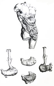 Tallrikarna från den femte boken av De Humani Corporis Fabrica av Andreas Vesalius